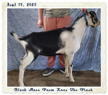 Black Mare Farm Kvas The Flash