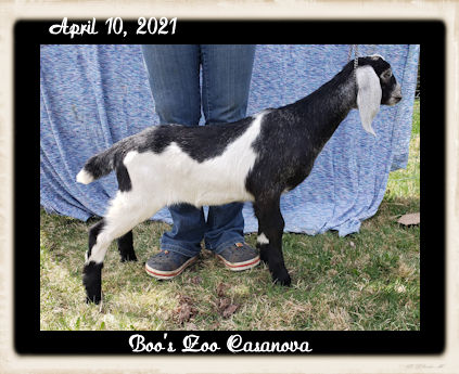 Boo's Zoo Casanova