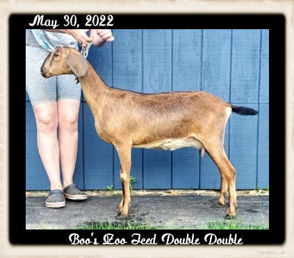 Boo's Zoo Iced Double Double
