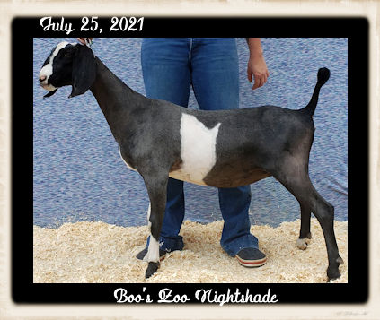 Boo's Zoo Nightshade