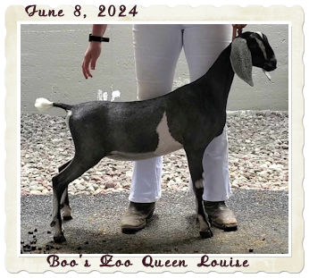 Boo's Zoo Queen Louise