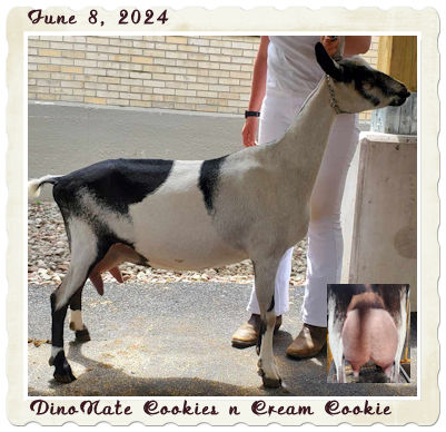 DinoNate Cookies n Cream Cookie