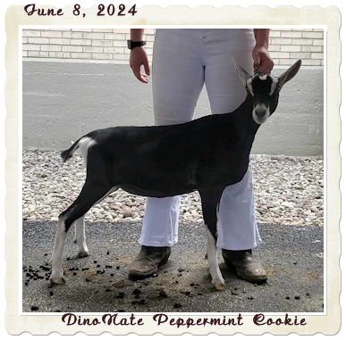 DinoNate Peppermint Cookie