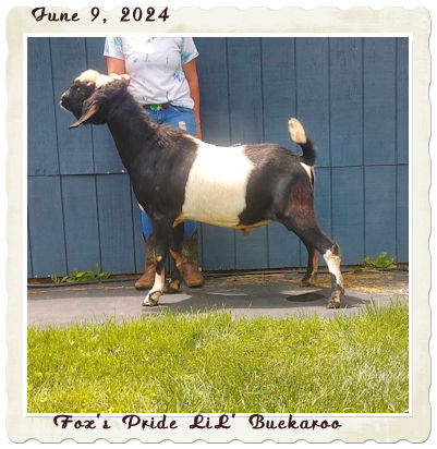 Fox's Pride LiL' Buckaroo