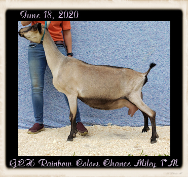 GCH Rainbow Colors Chance Miley 1*M