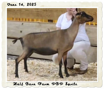 Half Barn Farm PBP Sprite