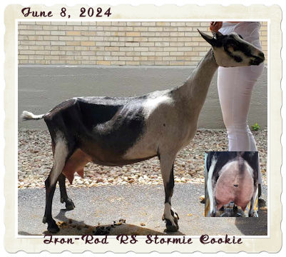 Iron-Rod RS Stormie Cookie