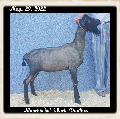 Munchin'hill Black Panther