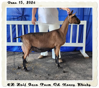 CH Half Barn Farm VL Nancy Whisky