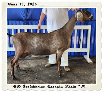 Scotchbriar Georgia Klein