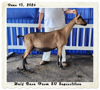 Half Barn Farm ST Superstition